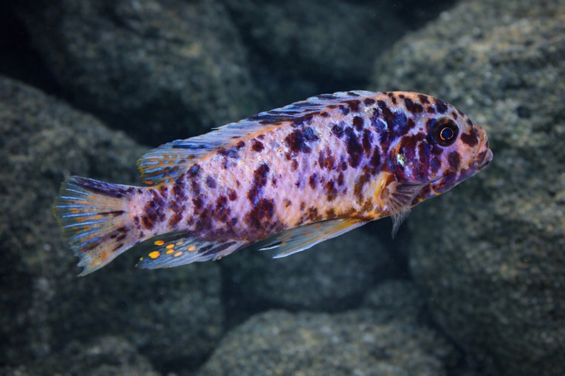 Maylandia fainzilberi 'Ndumbi Point'